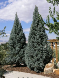f71f531435e53804516c7c2e030cee6f